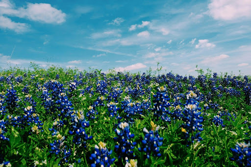 The Lone Star State's economic strength lies in its business-friendly environment, skilled workforce, and strategic location, making it a hub for investment and innovation.